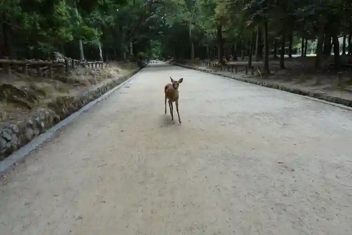 春日大社の動物