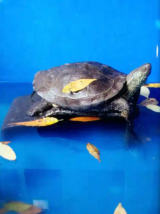 下谷神社(東京都)