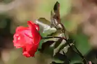 高司神社〜むすびの神の鎮まる社〜の自然