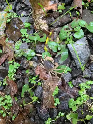 銭洗弁財天宇賀福神社の動物