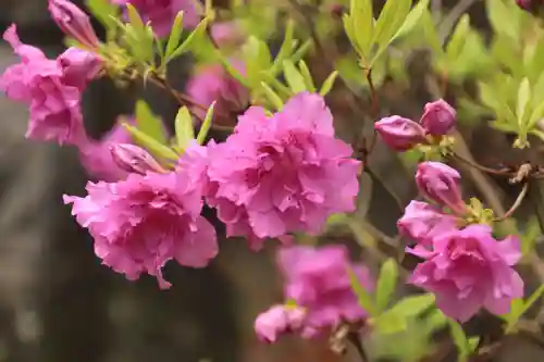 開成山大神宮の庭園