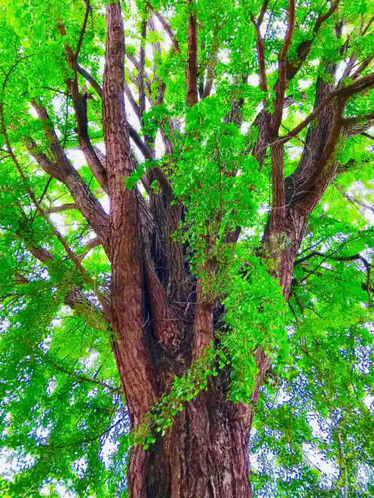 大宝八幡宮の自然