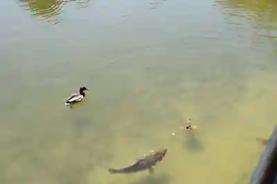 平安神宮の動物