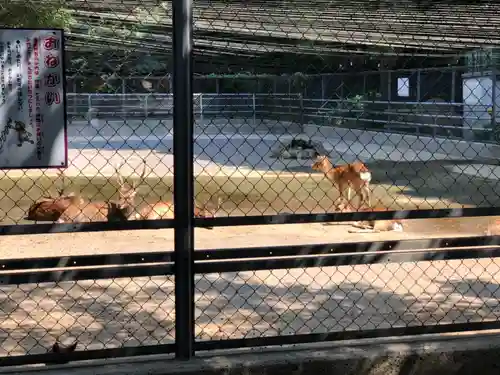 鹿島神宮の動物