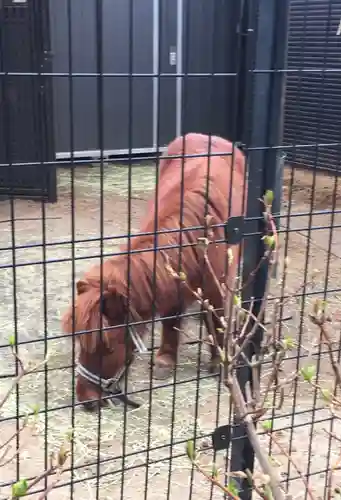 五方山熊野神社の動物
