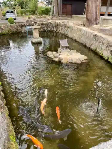 大宮賣神社の動物