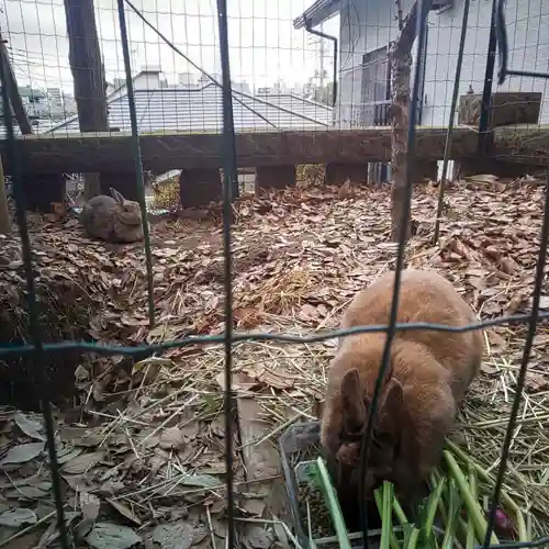 太子堂八幡神社の動物