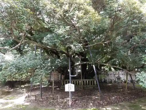 大樹寺（松安院大樹寺）の自然