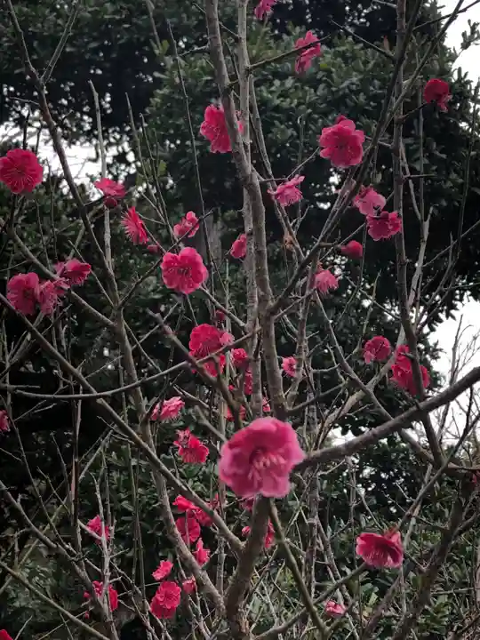 大聖寺(土浦大師不動尊)の自然