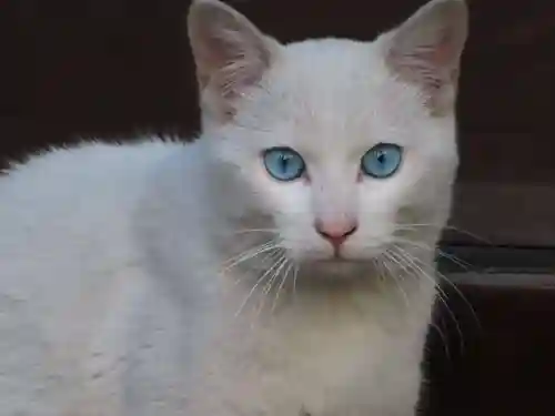 三輪神社の動物