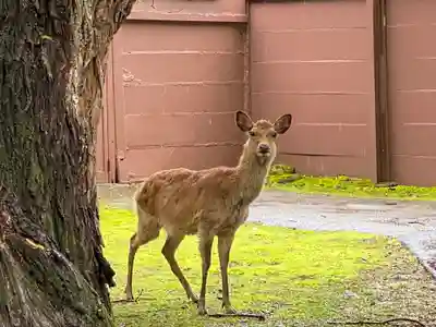 東大寺 俊乗堂の動物
