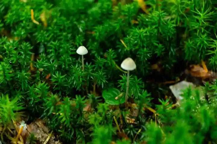 大瀧神社(長野県)