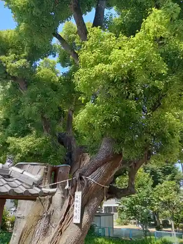 蒲田神社(大阪府)