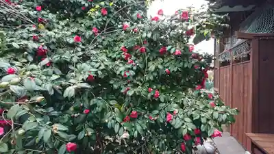 八坂神社の自然