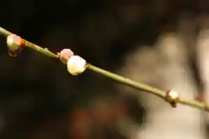 くまくま神社(導きの社 熊野町熊野神社)の自然(2022年02月11日(金) 19時03分32秒投稿)