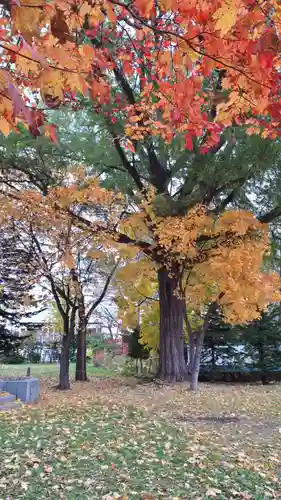 新琴似神社の自然