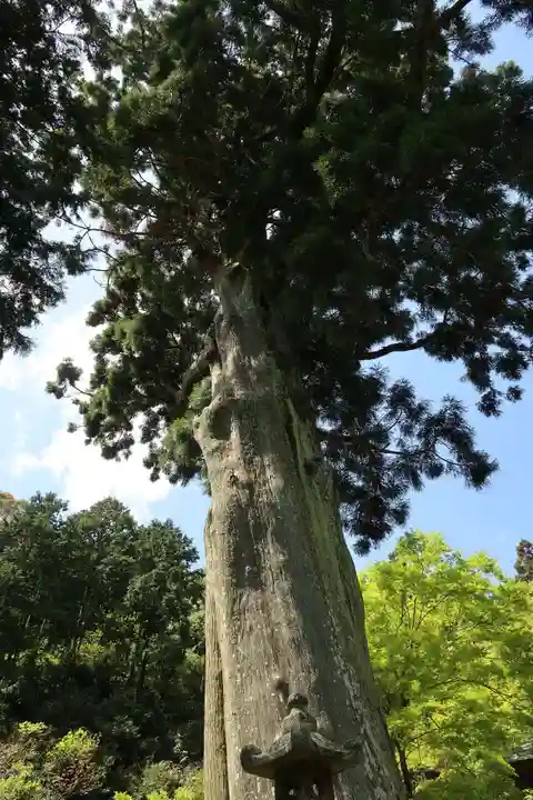 普門寺(切り絵御朱印発祥の寺)の自然