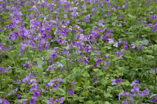 金剛寺(神奈川県)