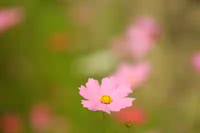 般若寺 ❁﻿コスモス寺❁(奈良県)