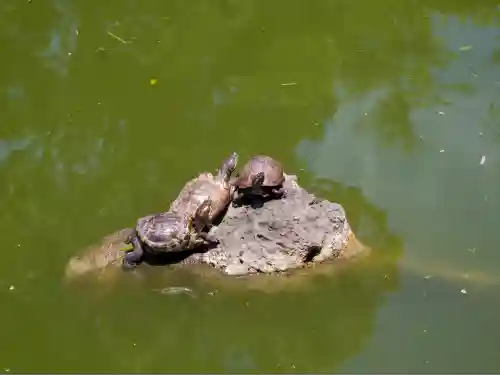 亀戸天神社(東京都)