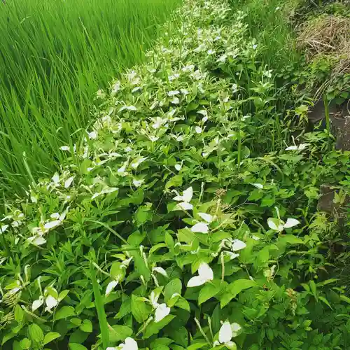 牛嶋天満宮の自然