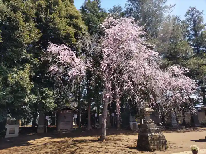 伏木香取神社の自然