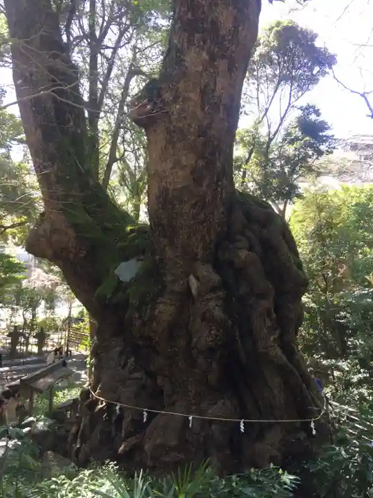 來宮神社の自然