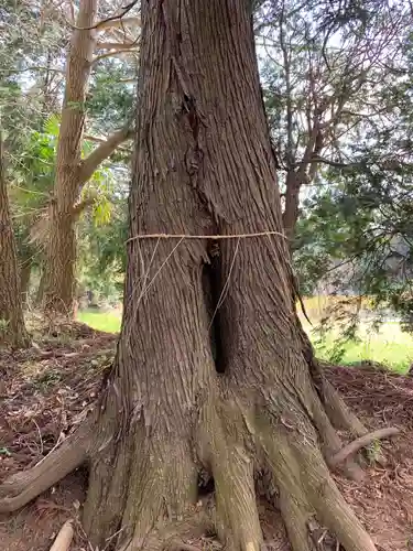 日枝神社の自然