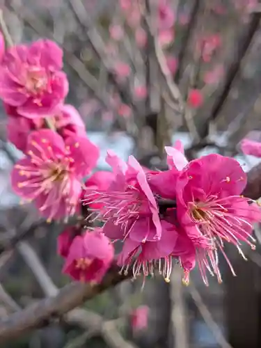 成田山深川不動堂（新勝寺東京別院）(東京都)