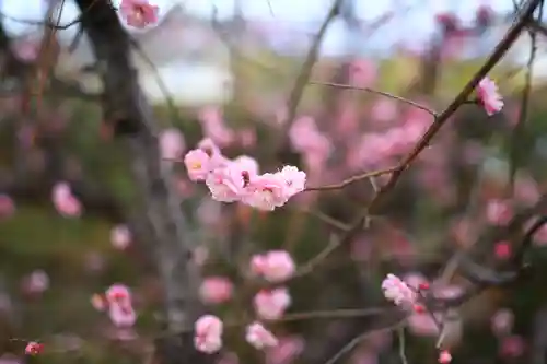 福知寺の自然