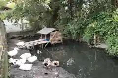 柳川総鎮守 日吉神社の動物