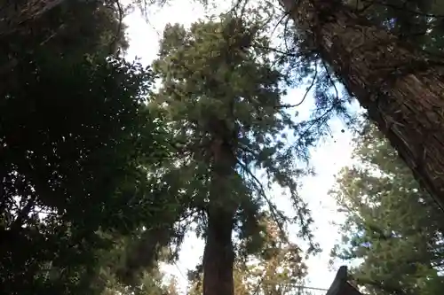 鹿島大神宮の自然