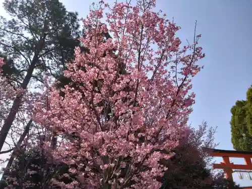 賀茂別雷神社（上賀茂神社）の{uncategorized: "未分類", other: "その他", undefined: "問題あり", building: "その他建物", grave: "お墓", sacred_gate: "鳥居", guardian: "狛犬", statue: "像", buddha: "仏像", history: "歴史", nature: "自然", garden: "庭園", animal: "動物", pagoda: "塔", temizu: "手水舎", mountain_gate: "山門・神門", sanctuary: "本殿・本堂", subordinate: "末社・摂社", art: "芸術", scenery: "景色", jizo: "地蔵", ema: "絵馬", goshuin: "御朱印", omikuji: "おみくじ", items: "授与品その他", amulet: "お守り", goshuincho: "御朱印帳", eats: "食事", festival: "お祭り", votive_dance: "神楽", shichigosan: "七五三参", wedding: "結婚式", experience: "体験その他", initially: "初詣", around: "周辺", anti_infection: "感染症対策"}