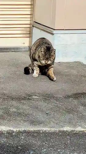 白金氷川神社の動物