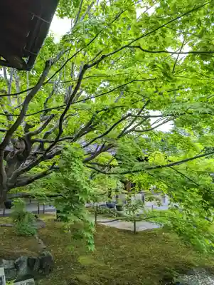勝林寺(京都府)