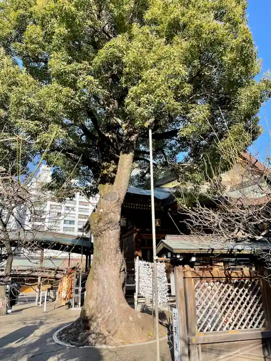 湯島天満宮の自然