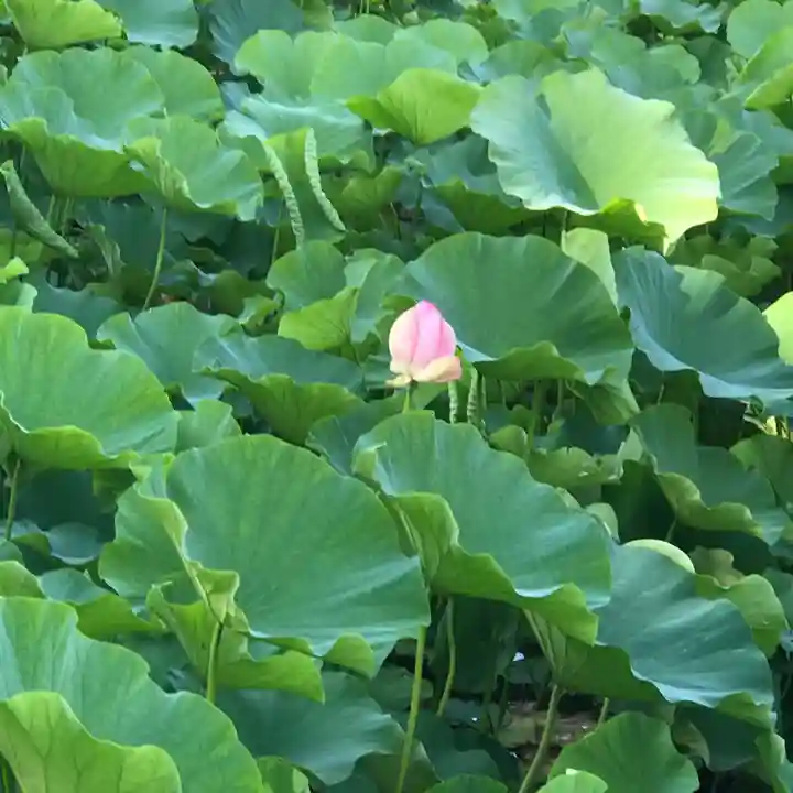 猿賀神社の自然