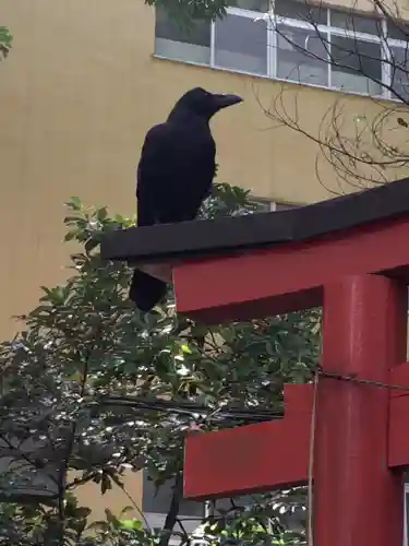 水稲荷神社の動物