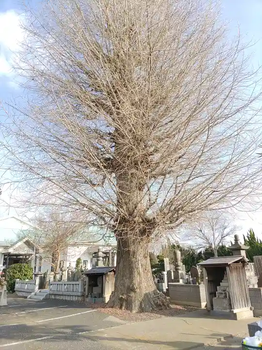 称名寺(埼玉県)