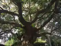 龍口明神社の自然