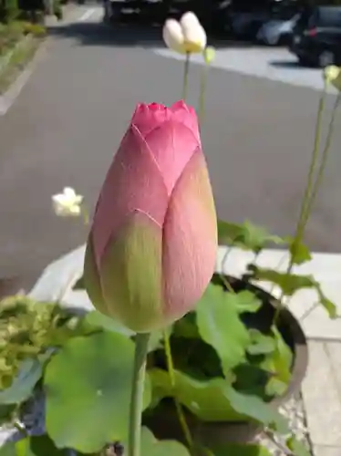 時宗総本山 遊行寺（正式：清浄光寺）(神奈川県)