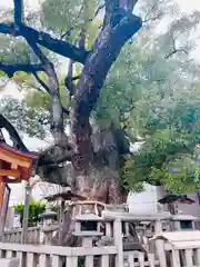 杭全神社(大阪府)