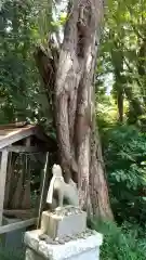 稲荷神社の狛犬