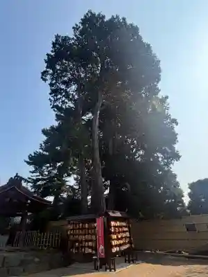 中野沼袋氷川神社の{uncategorized: "未分類", other: "その他", undefined: "問題あり", building: "その他建物", grave: "お墓", sacred_gate: "鳥居", guardian: "狛犬", statue: "像", buddha: "仏像", history: "歴史", nature: "自然", garden: "庭園", animal: "動物", pagoda: "塔", temizu: "手水舎", mountain_gate: "山門・神門", sanctuary: "本殿・本堂", subordinate: "末社・摂社", art: "芸術", scenery: "景色", jizo: "地蔵", ema: "絵馬", goshuin: "御朱印", omikuji: "おみくじ", items: "授与品その他", amulet: "お守り", goshuincho: "御朱印帳", eats: "食事", festival: "お祭り", votive_dance: "神楽", shichigosan: "七五三参", wedding: "結婚式", experience: "体験その他", initially: "初詣", around: "周辺", anti_infection: "感染症対策"}