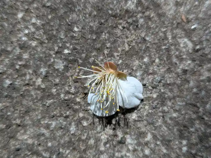 玉眞院玉川大師(東京都)