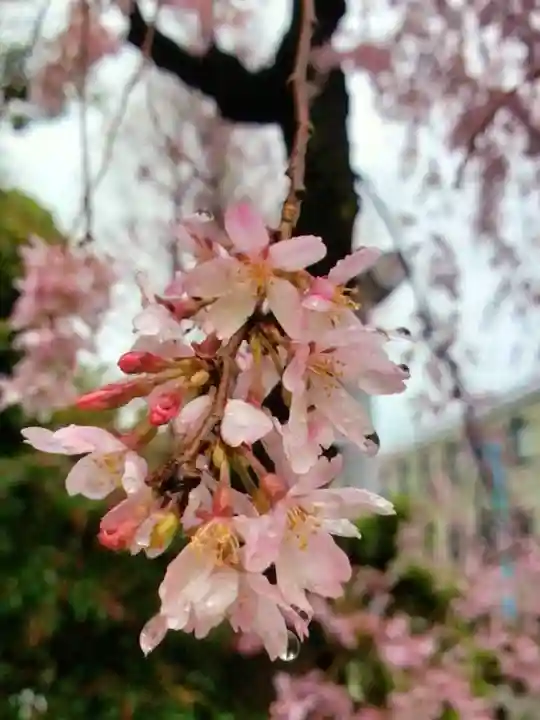 阿佐ヶ谷神明宮(東京都)