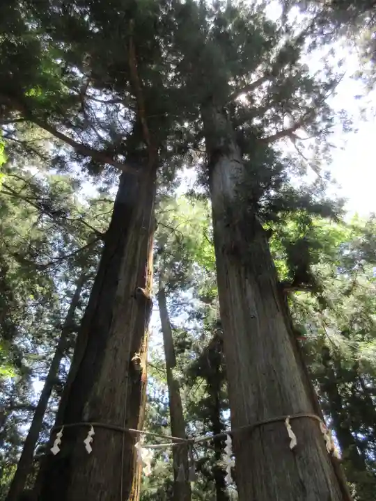 河口浅間神社の自然