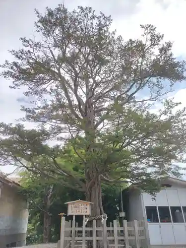 湯倉神社の自然