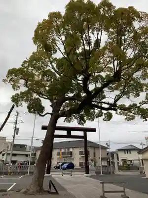 大宮神社の鳥居
