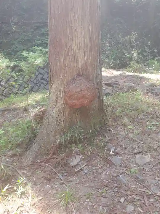 名草厳島神社の自然